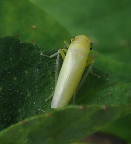 Typhlocybinae